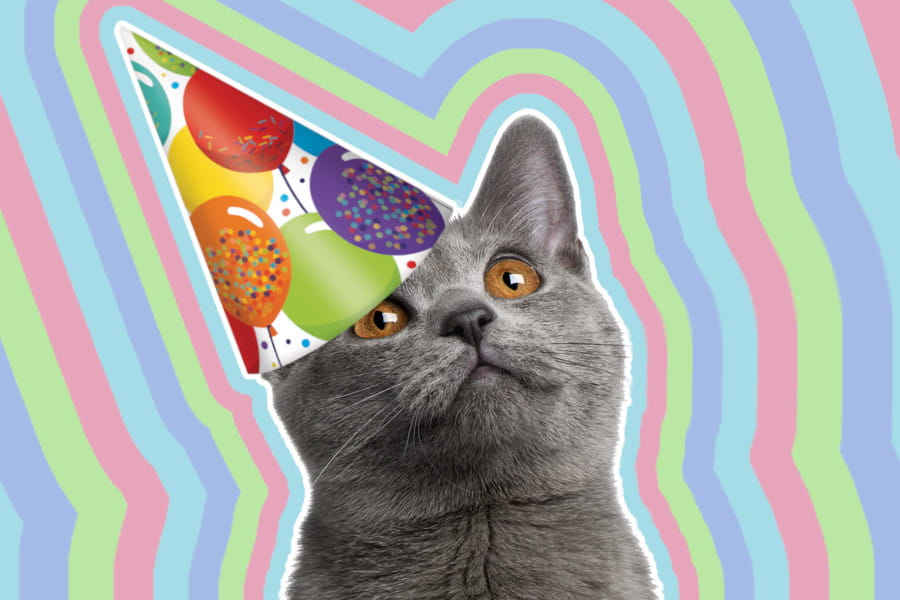 January Birthday Gift Ideas for Cat Lovers