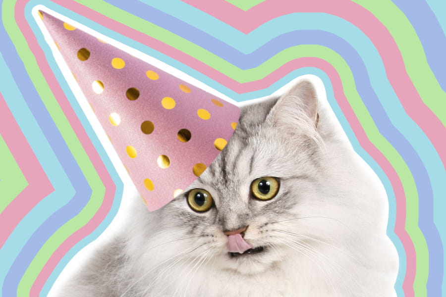 February Birthday Gift Ideas for Cat Lovers